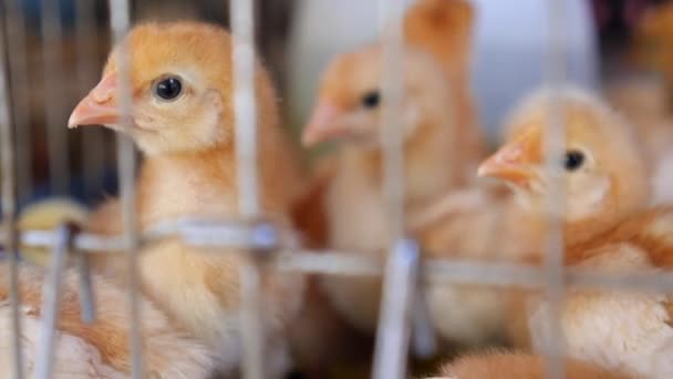 Quinta das Aves. Frango pequeno frangos de corte na loja de animais para venda — Vídeo de Stock