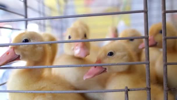 Patinhos Patos em uma gaiola de ferro. Fechar. . — Vídeo de Stock