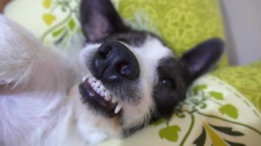 Yatakta dişleriyle gülümseyen sevimli köpek burun