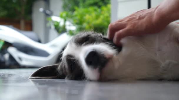 Χέρι κατοικίδιο ζώο το σκυλί σε εξωτερικούς χώρους — Αρχείο Βίντεο