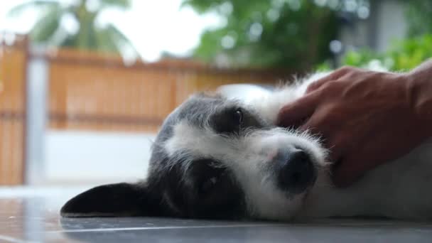 Mano acariciando el perro al aire libre — Vídeo de stock