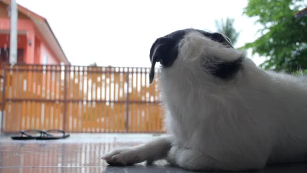 Trauriger Hund schaut in den Regen — Stockvideo