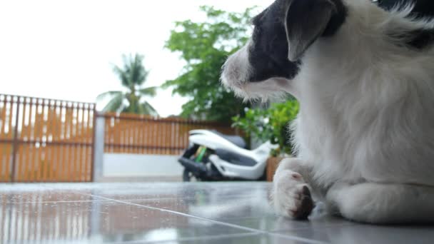 Triest hond voelen verdriet op regenachtige dag — Stockvideo