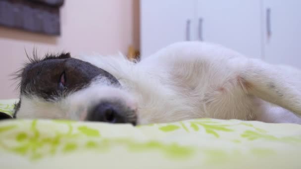 Σκύλος ύπνος στο κρεβάτι και να ονειρεύεται. Κινηματογράφηση σε πρώτο πλάνο. — Αρχείο Βίντεο