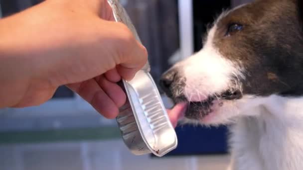 Lustiger Hund leckt Futter in einer Dose — Stockvideo