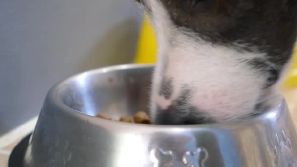 Hungrig hund äta mat från utfodring skål hemma. — Stockvideo