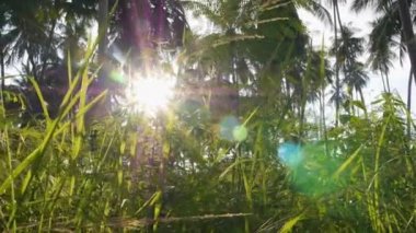 Günbatımı güneş ışınları karşı taze yeşil ot. Portre.