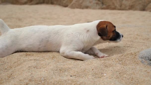 Drăguț câine cățeluș la Sandy Beach — Videoclip de stoc