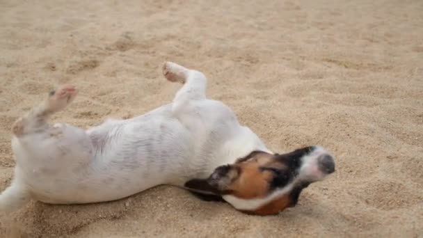 Grappige Jack Russell Puppy op vakantie op het strand — Stockvideo