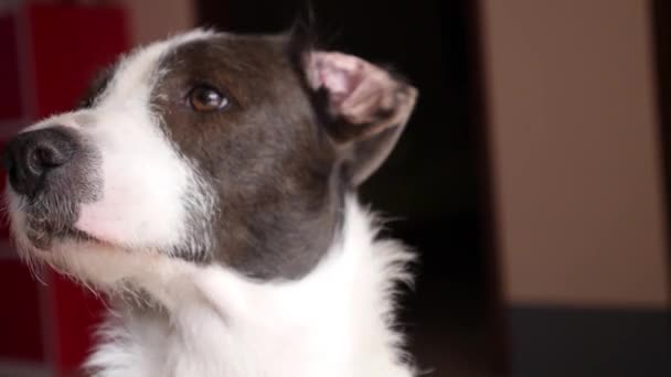 Bonito cão focinho Closeup — Vídeo de Stock