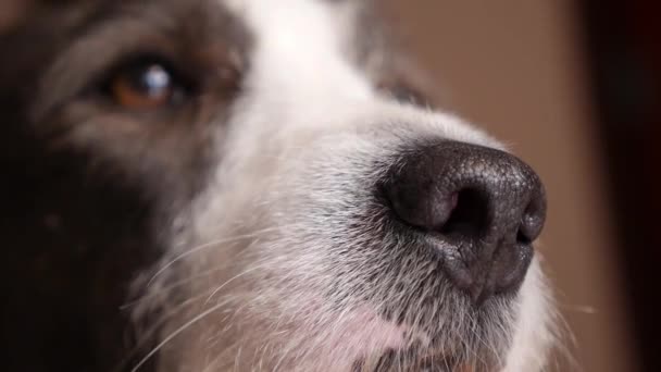 Chien drôle Visage Gros plan — Video