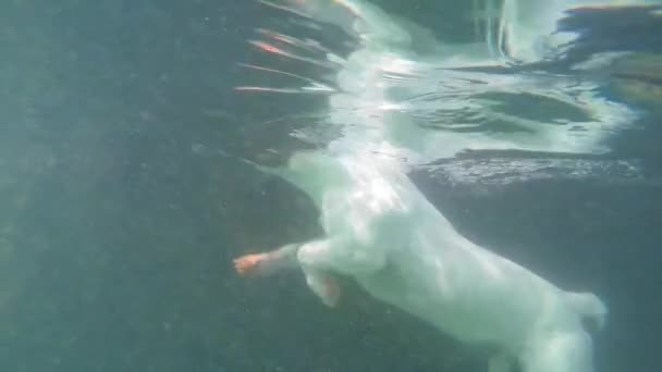 Щенок Дог плывет под водой — стоковое видео