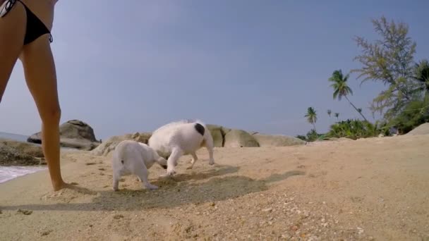 Két kutya játszik a homokos strand. Lassú mozgás