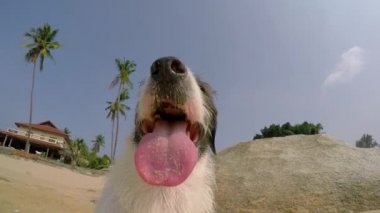 Tatlı köpeğe Beach yaz deniz