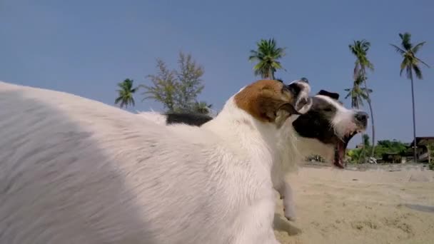 해변에서 재생 하는 강아지. 근접 촬영입니다. 슬로우 모션. — 비디오