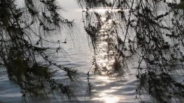 Réflexion du coucher du soleil dans la mer à travers les branches d'arbres — Video