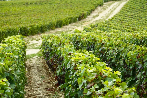 Filas de uvas en el campo — Foto de Stock