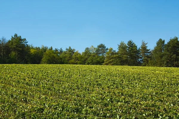 Yeşil ağaçlar ve üzüm, yatay