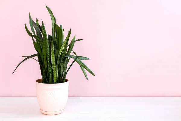 Green Potted Plant Pink Background Copy Space Text — Stock Photo, Image