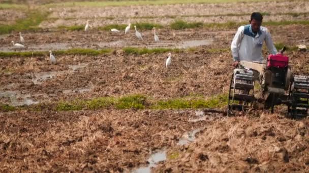 4 de marzo de 2016 Ploughman trabaja en primera línea en el campo rural de Myanmar — Vídeos de Stock