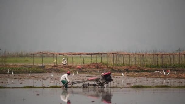 March 4 2016. Ploughmen work  on the field of rural Myanmar near Nyaungshwe — Stock Video
