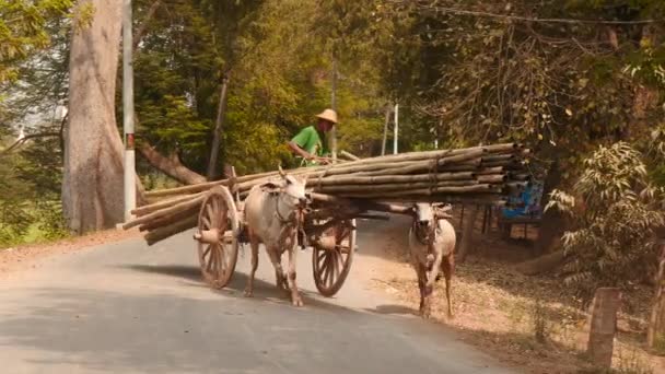 6. märz 2016 mann auf dem beladenen fahrzeug mit ochs im ländlichen myanmar in der nähe von mandalay city — Stockvideo