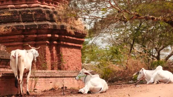 Caws in oude Bagan van Myanmar - zonnige dag — Stockvideo