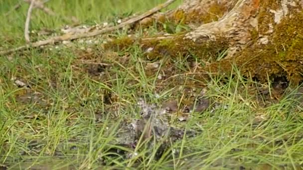 Geweldige starling vogel wassen in plas - slow motion — Stockvideo