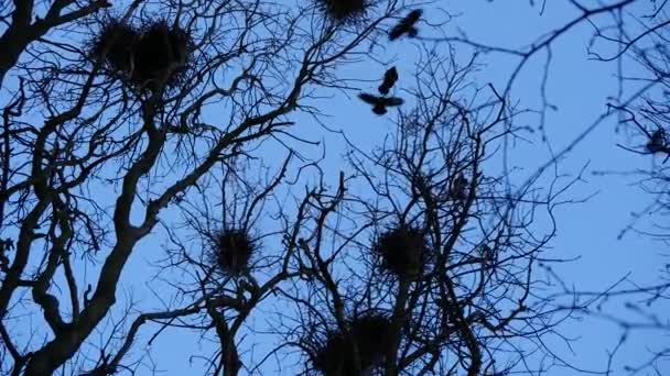 Silhouettes de corneilles volant dans les bois et les nids vie lente — Video