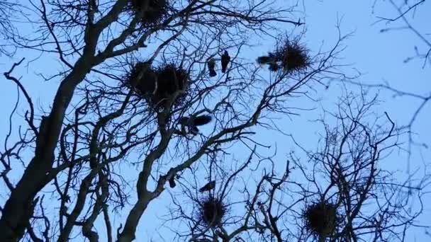 Silhouettes de corbeau volant dans les bois et les nids vie rapide — Video