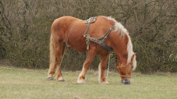 Grand cheval brun en laisse manger sur une prairie 