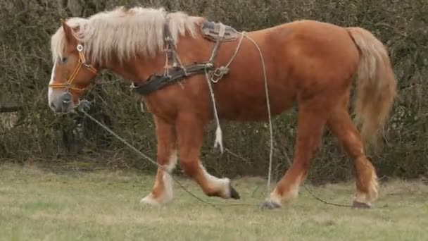 Nagy barna ló a réten 2 pórázon — Stock videók