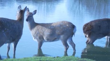 Göl su içinde güneşli sonbahar günü yansıtan birkaç yavaş yavaş hareketli vahşi yumurtalar