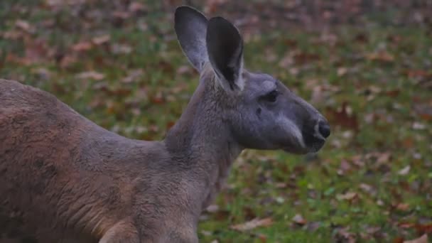 Kangoeroe langzaam gaan en sniff het gras — Stockvideo