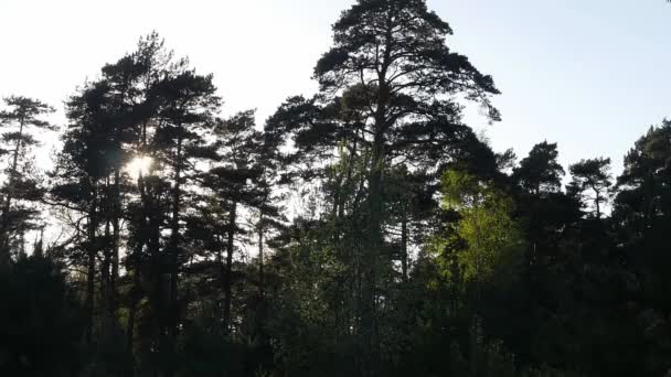 Mouvement du soleil et scintillement dans les bois Time lapse with clouds formation — Video