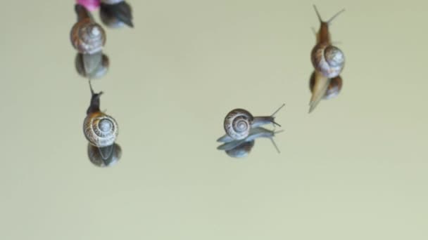 Funny amazing  snails play with ball time lapse composition 1 — Stock Video