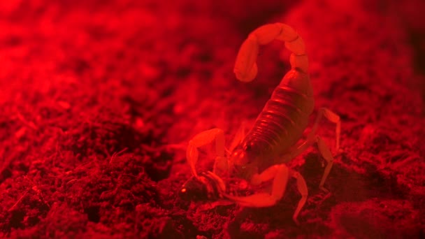 Scorpion obtenir un repas - tourné dans une lumière rouge — Video