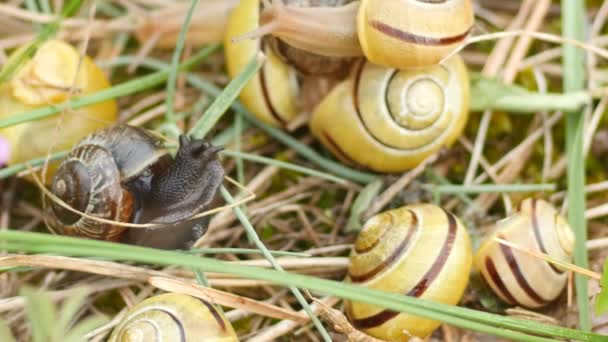 蜗牛的殖民地在草甸草地上移动 — 图库视频影像