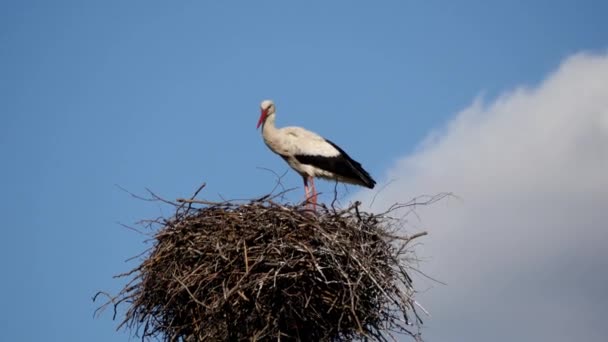 Stork motion in the nest - with blue sky background — Stock Video