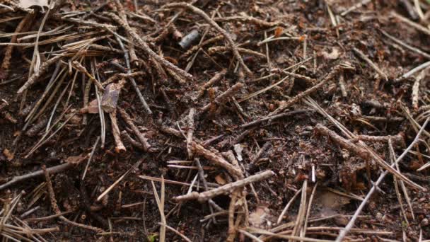 Les fourmis construisent un nid au printemps 