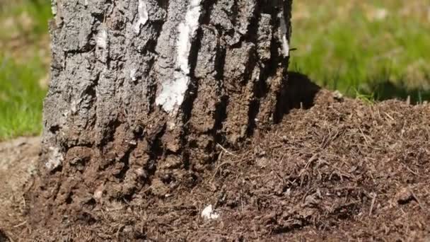 Mieren bouwen van een nest in een lentetijd — Stockvideo