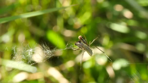 petit mouvement d'araignée à mâchoires longues sur toile avec victime - Tetragnatha obtusa 