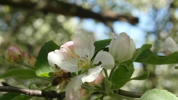 Abeja volando en flor de manzano y recogiendo néctar cámara lenta 2 — Vídeo de stock