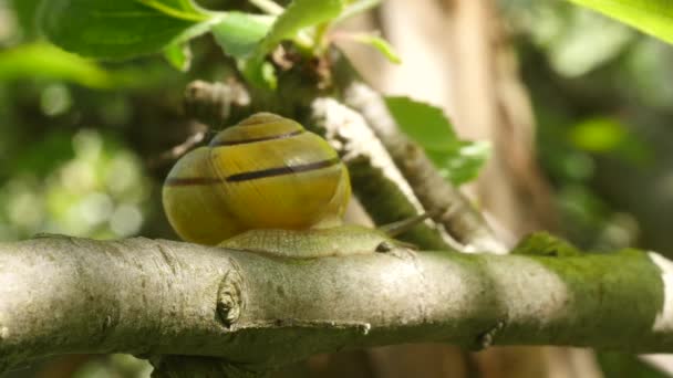 Escargot des fruits rampant sur la branche de pommier — Video