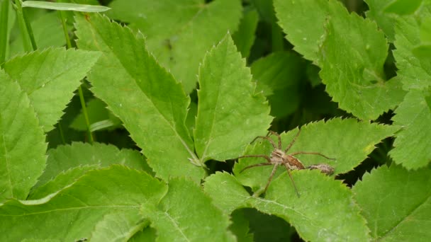 Weevil brouk kontaktování s pavouk v příroda - Pisaura mirabilis — Stock video