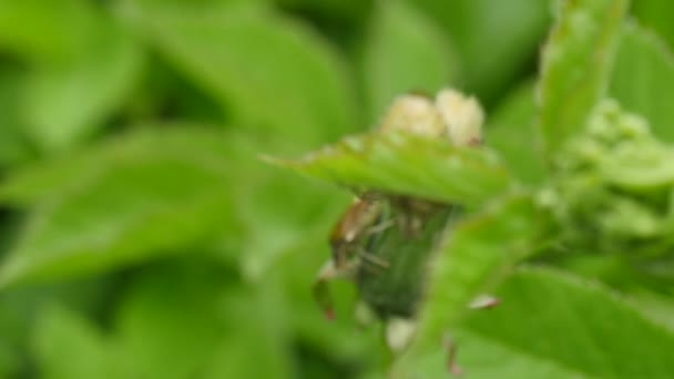 Коричневые мраморные жуки в листьях растений - Pentatomidaes — стоковое видео
