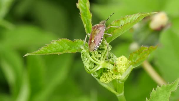Коричневые мраморные жуки в листьях растений - Pentatomidaes — стоковое видео