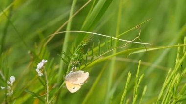 coenonympha - çim cins maskeleme kelebek ve ağır çekim sinek