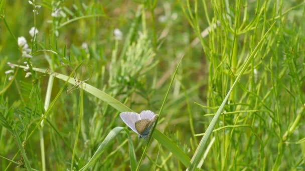 Lycaenidae - bakır kelebek çekimde yeşil çimen — Stok video