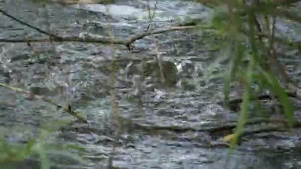 Acurrucado y negro en un estanque - de cerca - Fulica Atra — Vídeo de stock